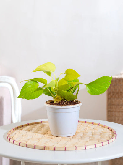 Money Plant Gold