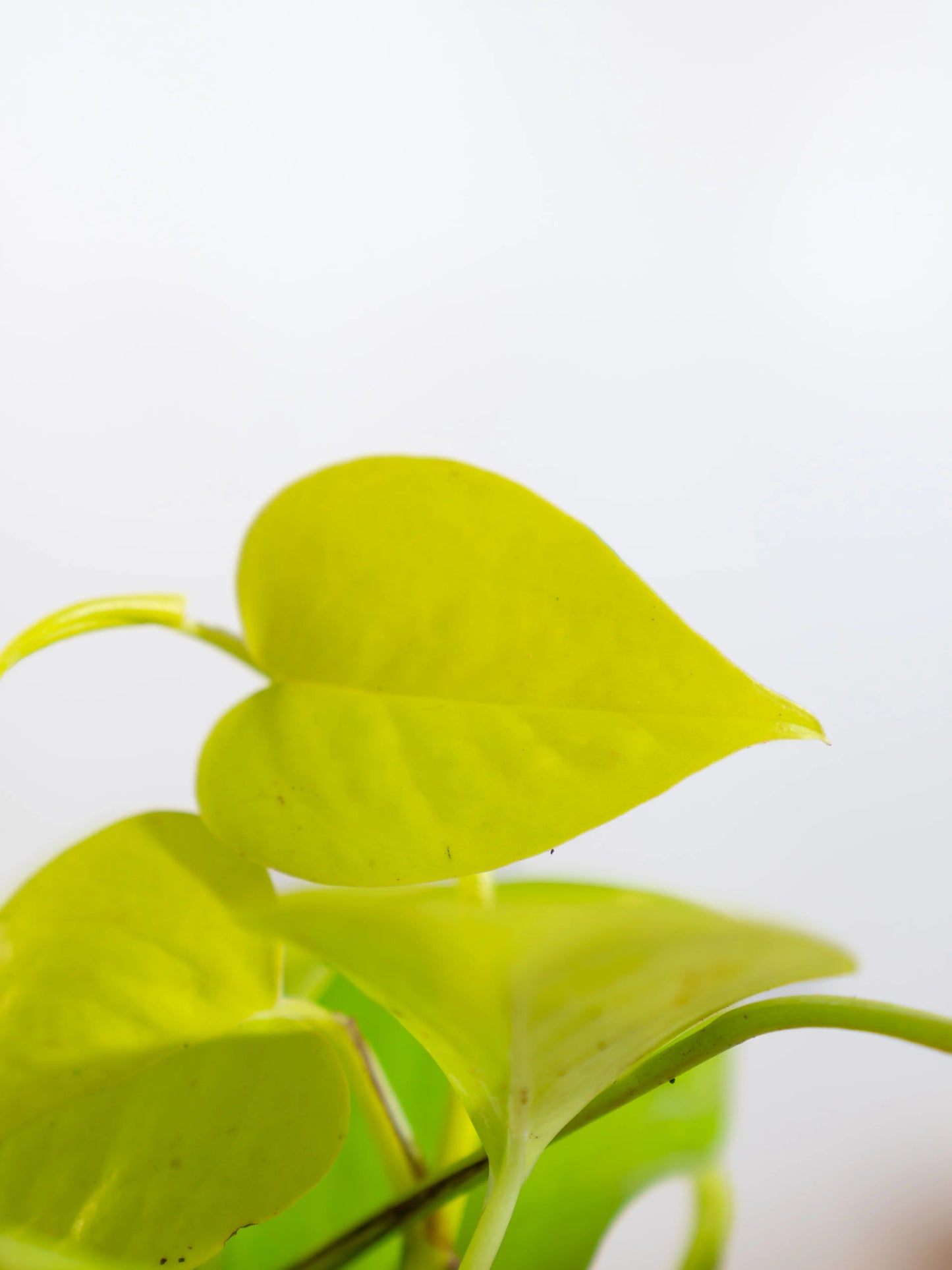 Money Plant Gold