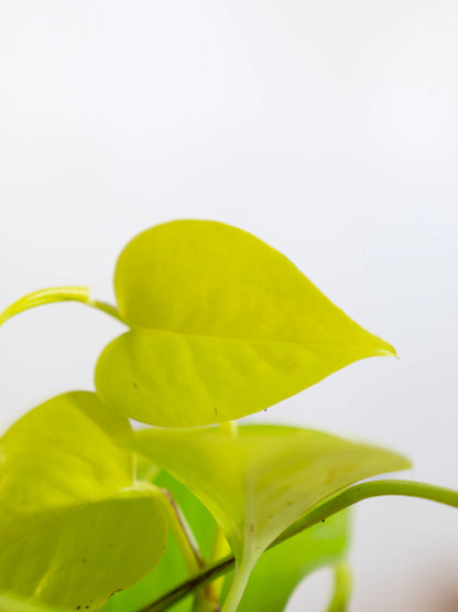 Money Plant Gold