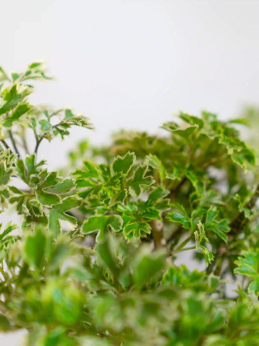 Aralia Variegated
