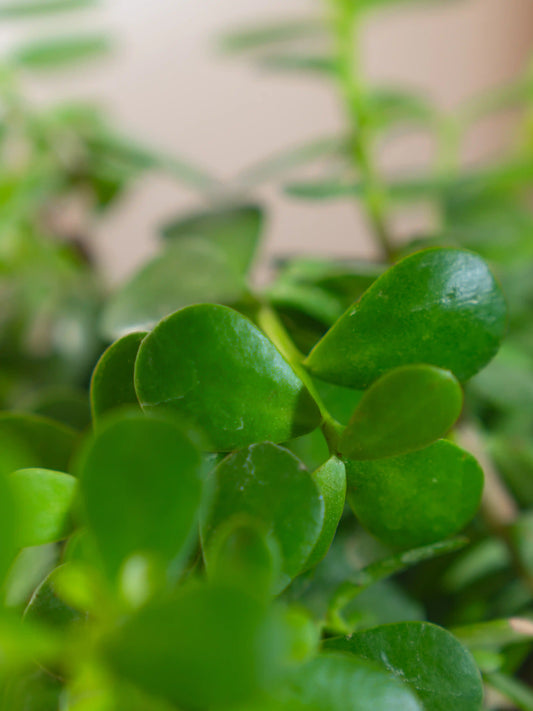 Jade
