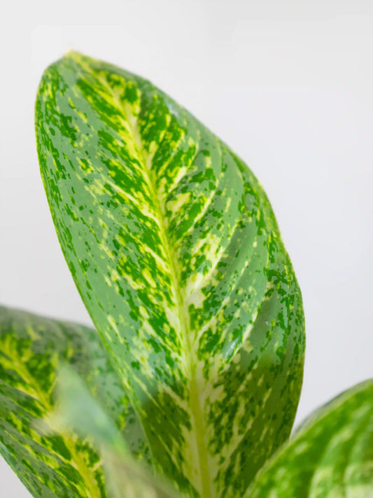 Aglaonema Butterfly