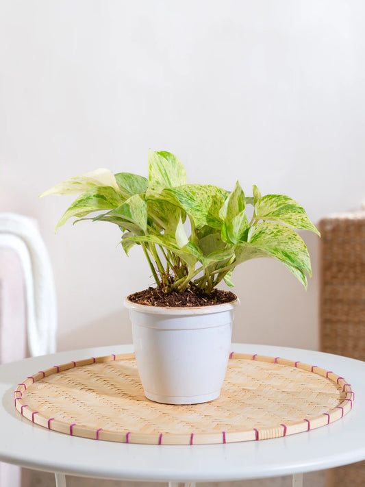 Marble Queen Money Plant