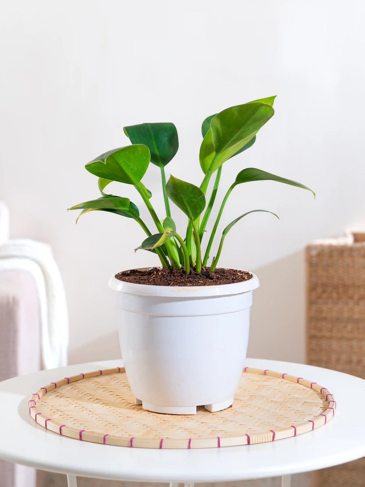 Philodendron Green Congo