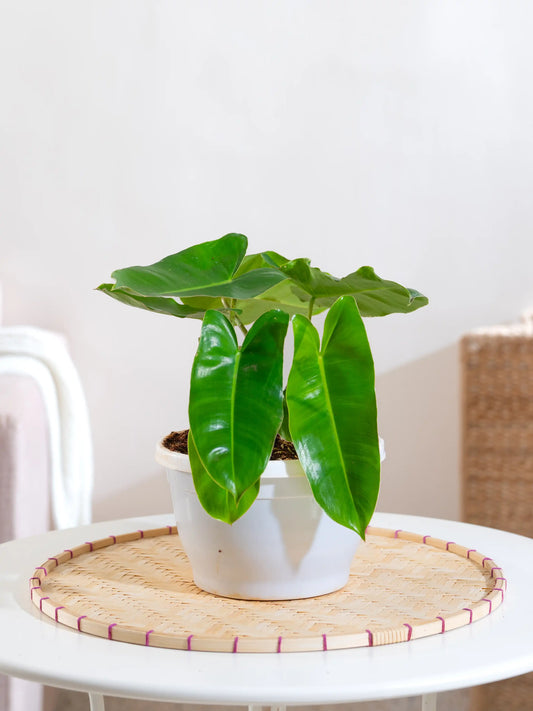 Philodendron Kerala Hybrid