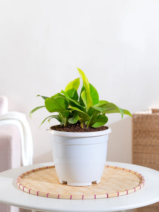Philodendron Melonii Gold