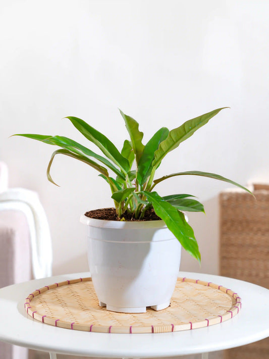 Philodendron Pluto