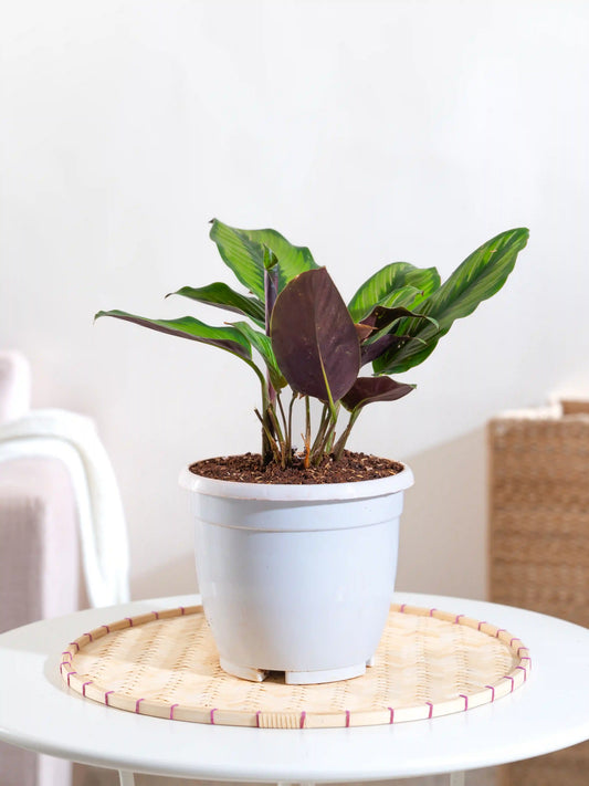 Calathea Pin Stripe