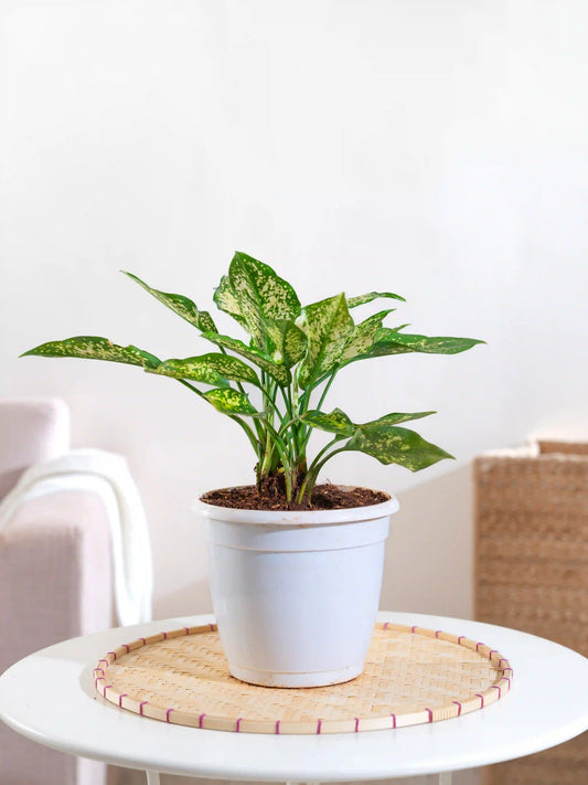 Aglaonema Snow White