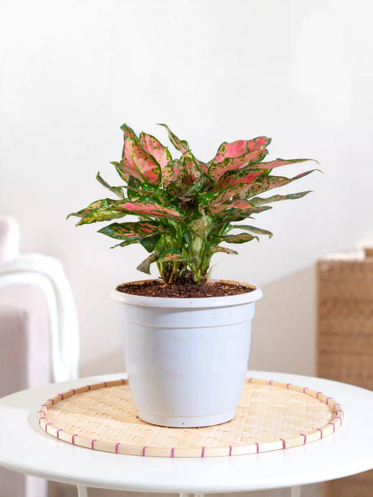 Aglaonema Pink Beauty