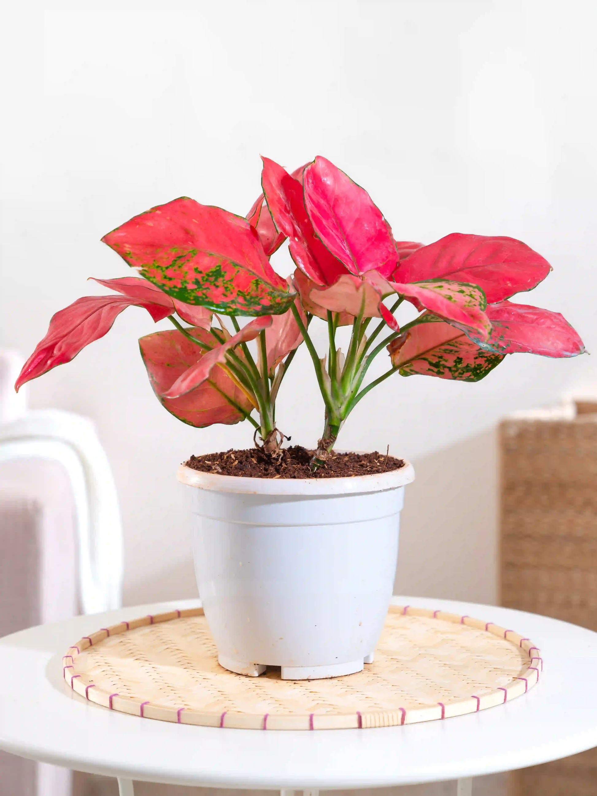 aglaonema pink thai Aglaonema Thai Pink – Fiora