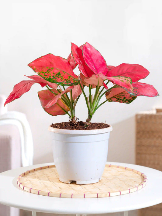 Aglaonema Thai Pink
