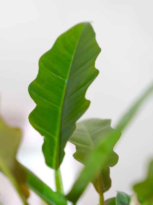 Philodendron Pluto