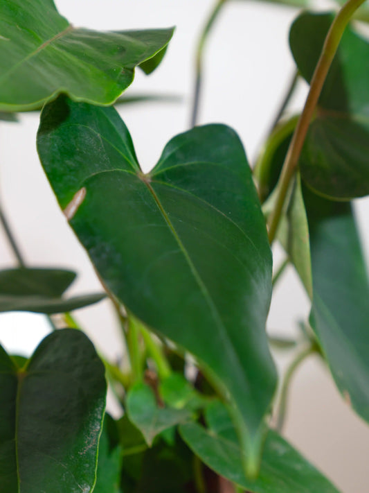 Anthurium