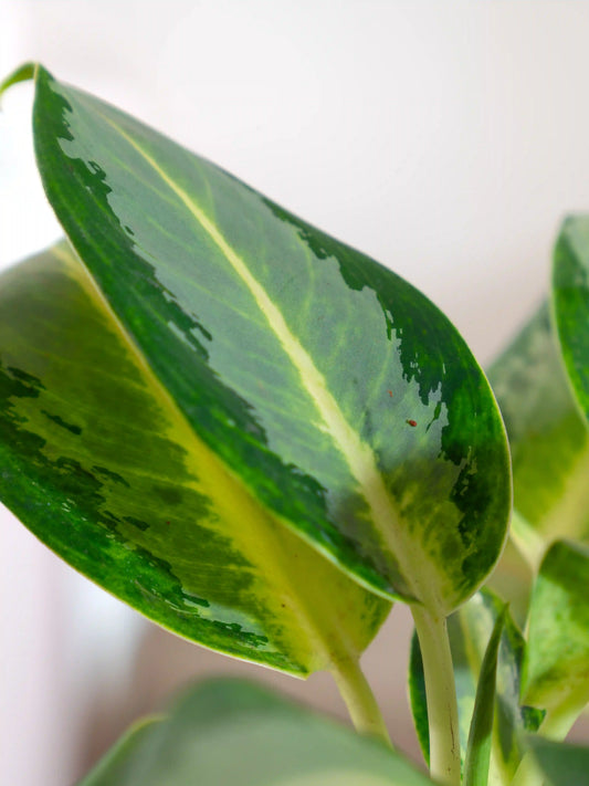 Aglaonema Chinese Evergreen