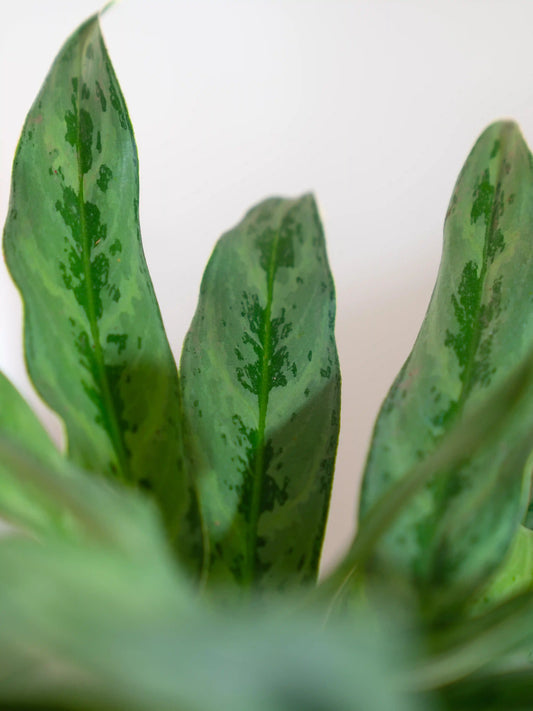 Aglaonema Cutlass