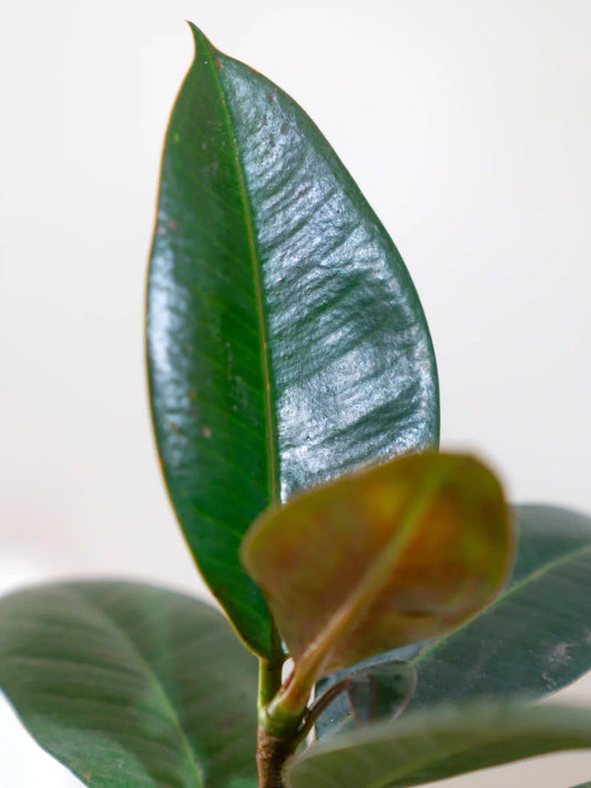 Rubber Plant