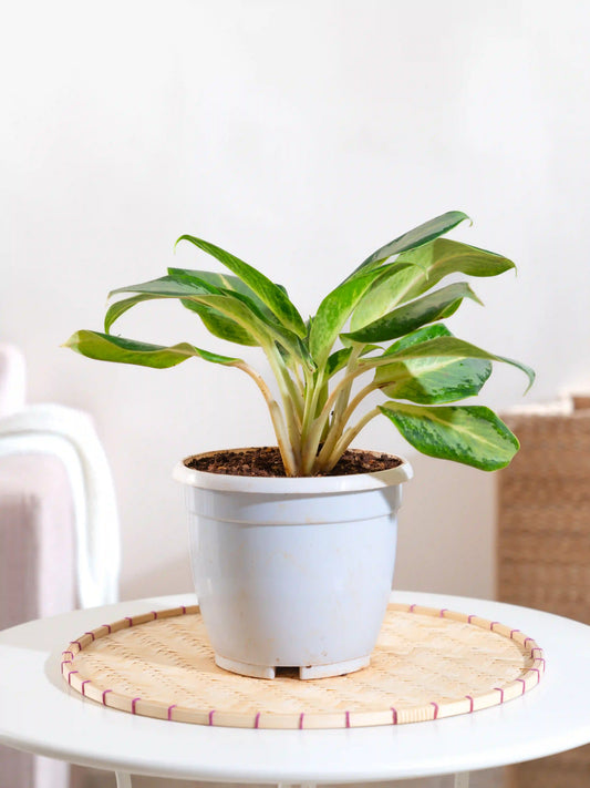 Aglaonema Chinese Evergreen