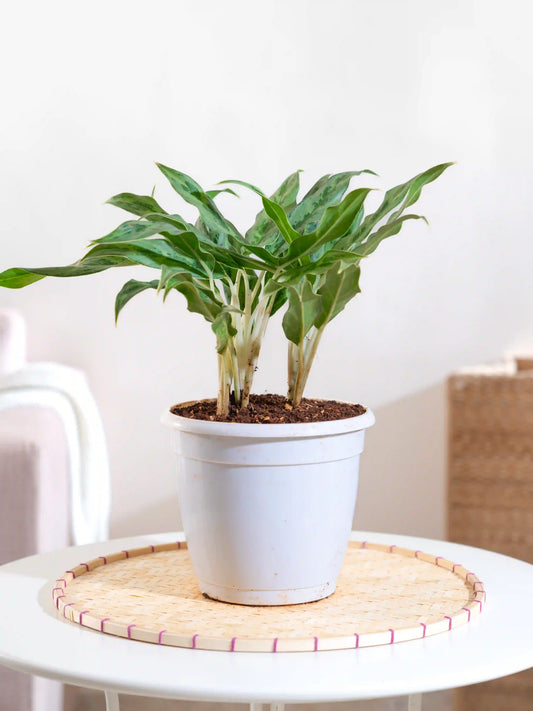 Aglaonema Cutlass