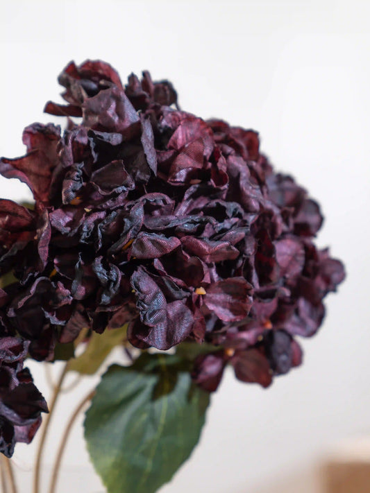 Frosted Hydrangeas