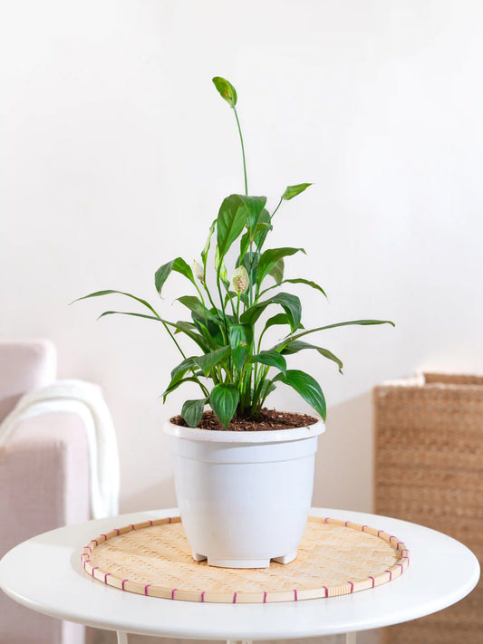 Spathiphyllum Peace Lily