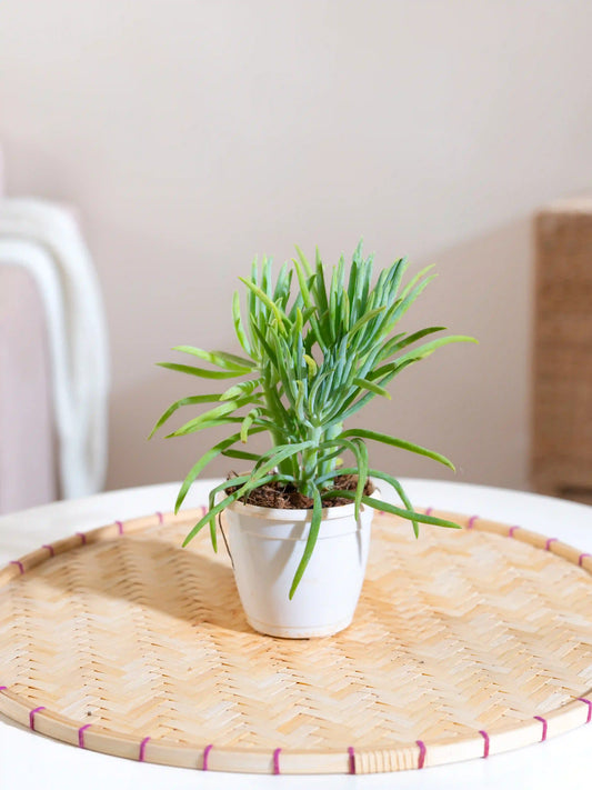 Senecio