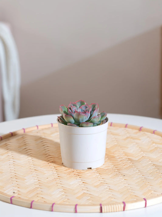 Echeveria Subsesilis Hybrid Silver