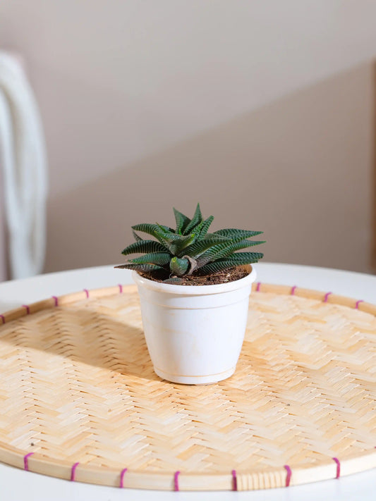 Aloe Vera Star Plant