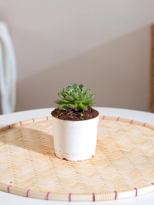 Echeveria Snowball