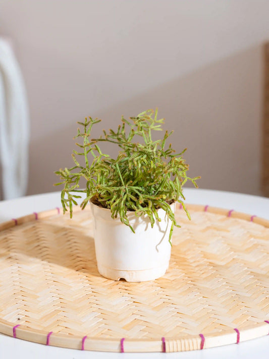 Rhipsalis