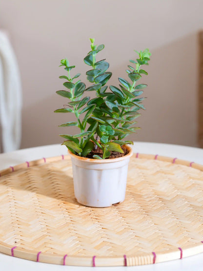 Senecio Crassissimus