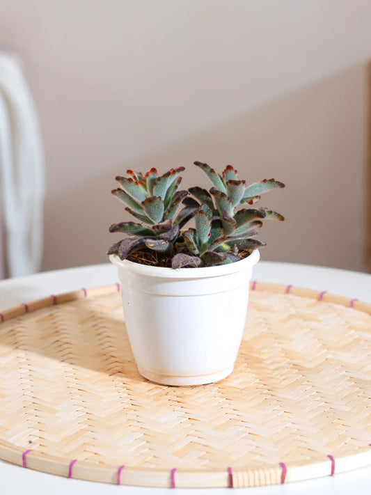 Kalanchoe Tomentosa Chocolate Soldier