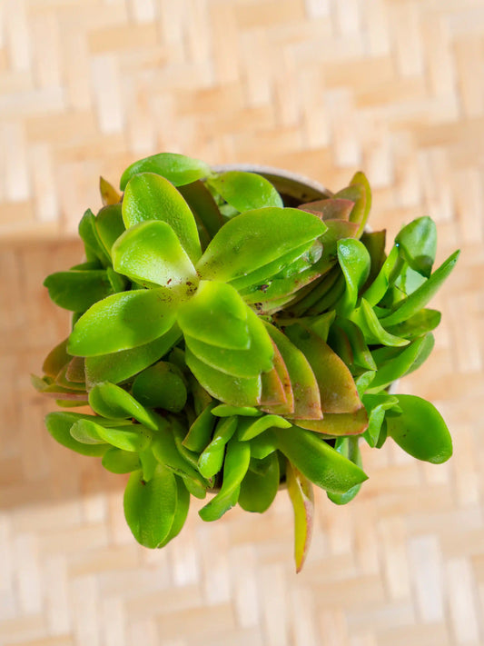 Crassula Campfire