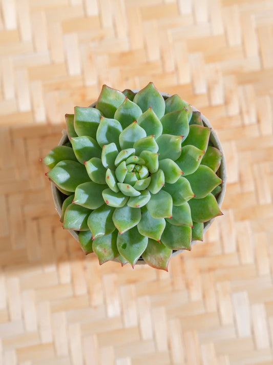 Echeveria Elegans