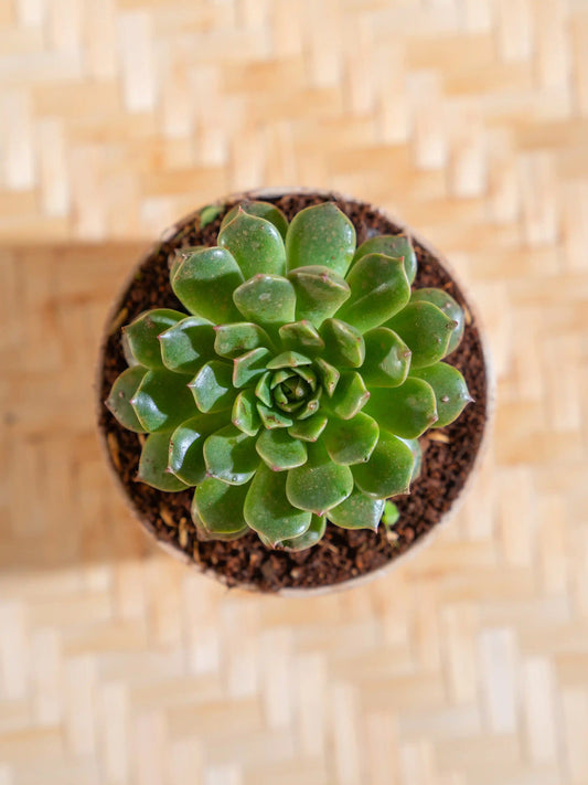 Echeveria Snowball