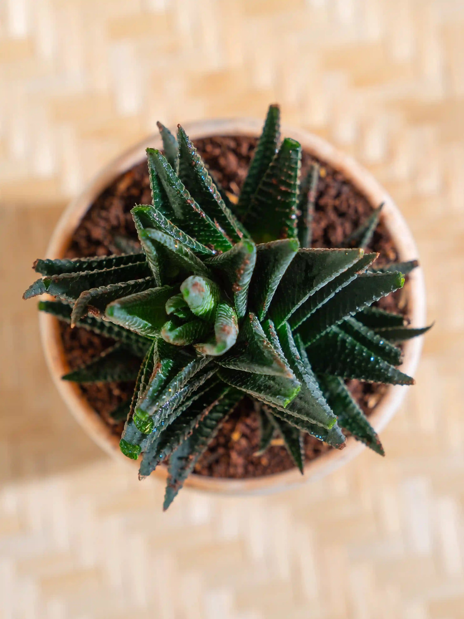 star aloe succulent Aloe Vera Star Plant – Fiora