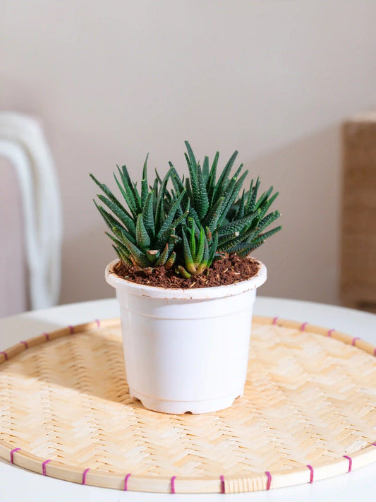 Haworthia Attenuata