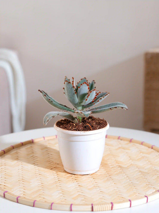 Kalanchoe