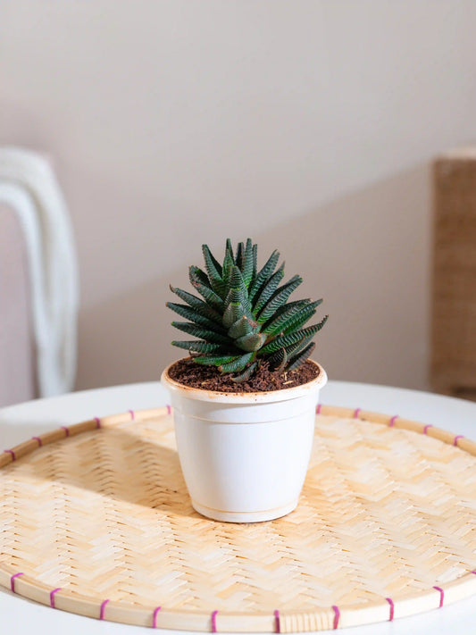 Haworthia Limifolia