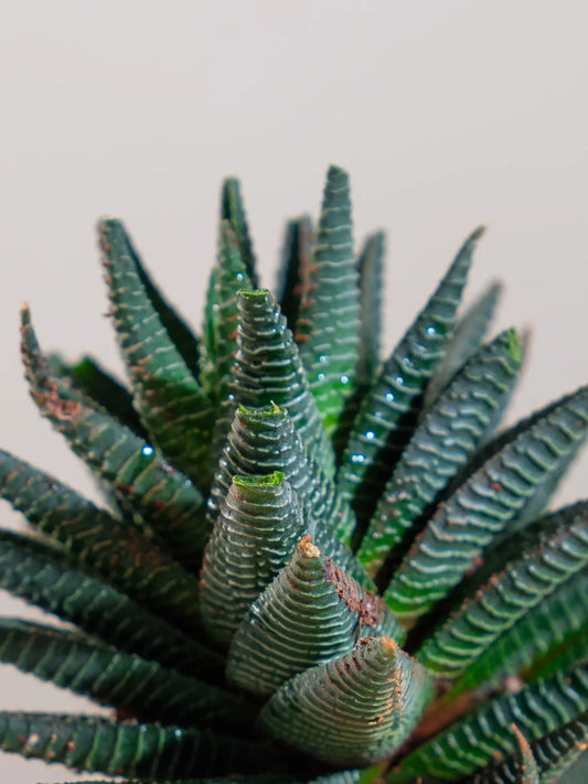 Haworthia Limifolia