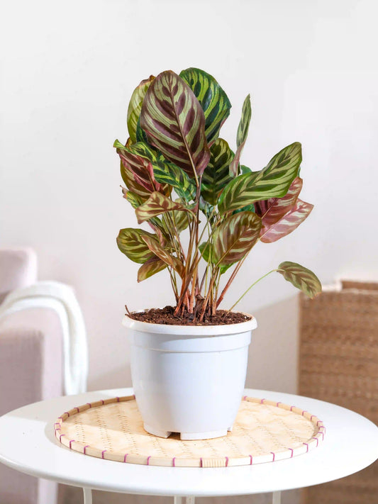 Calathea Peacock