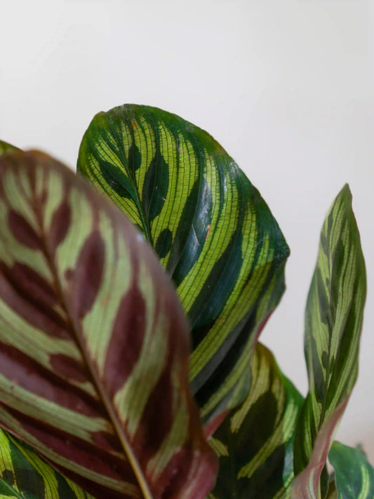 Calathea Peacock