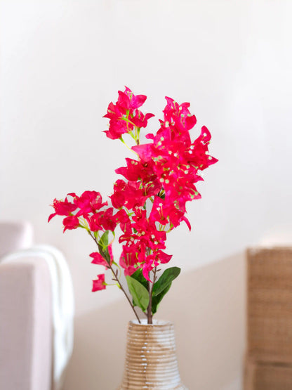 Bougainvillea