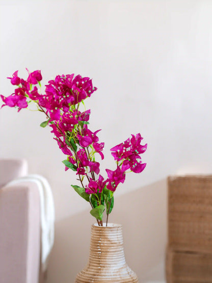 Bougainvillea