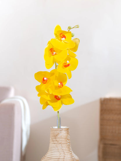 Orchid