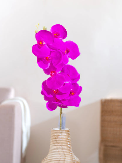 Orchid
