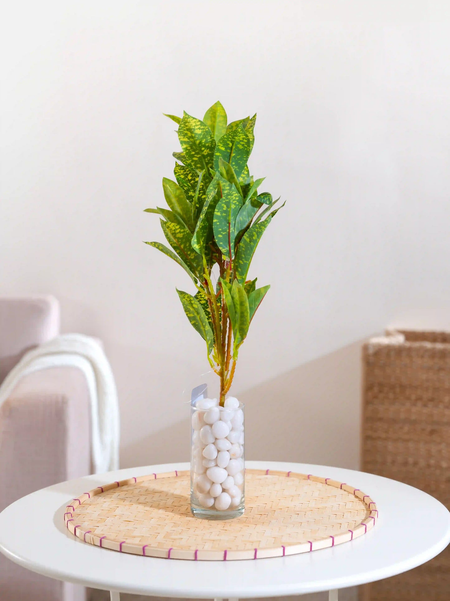 Lemon Croton Bush