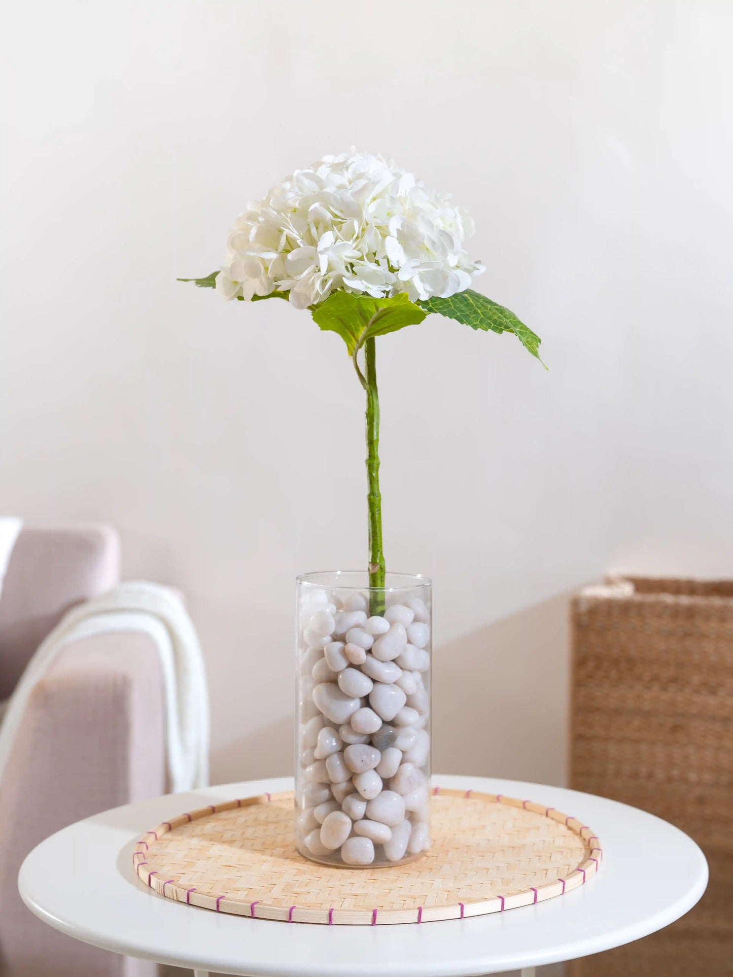 Hydrangea
