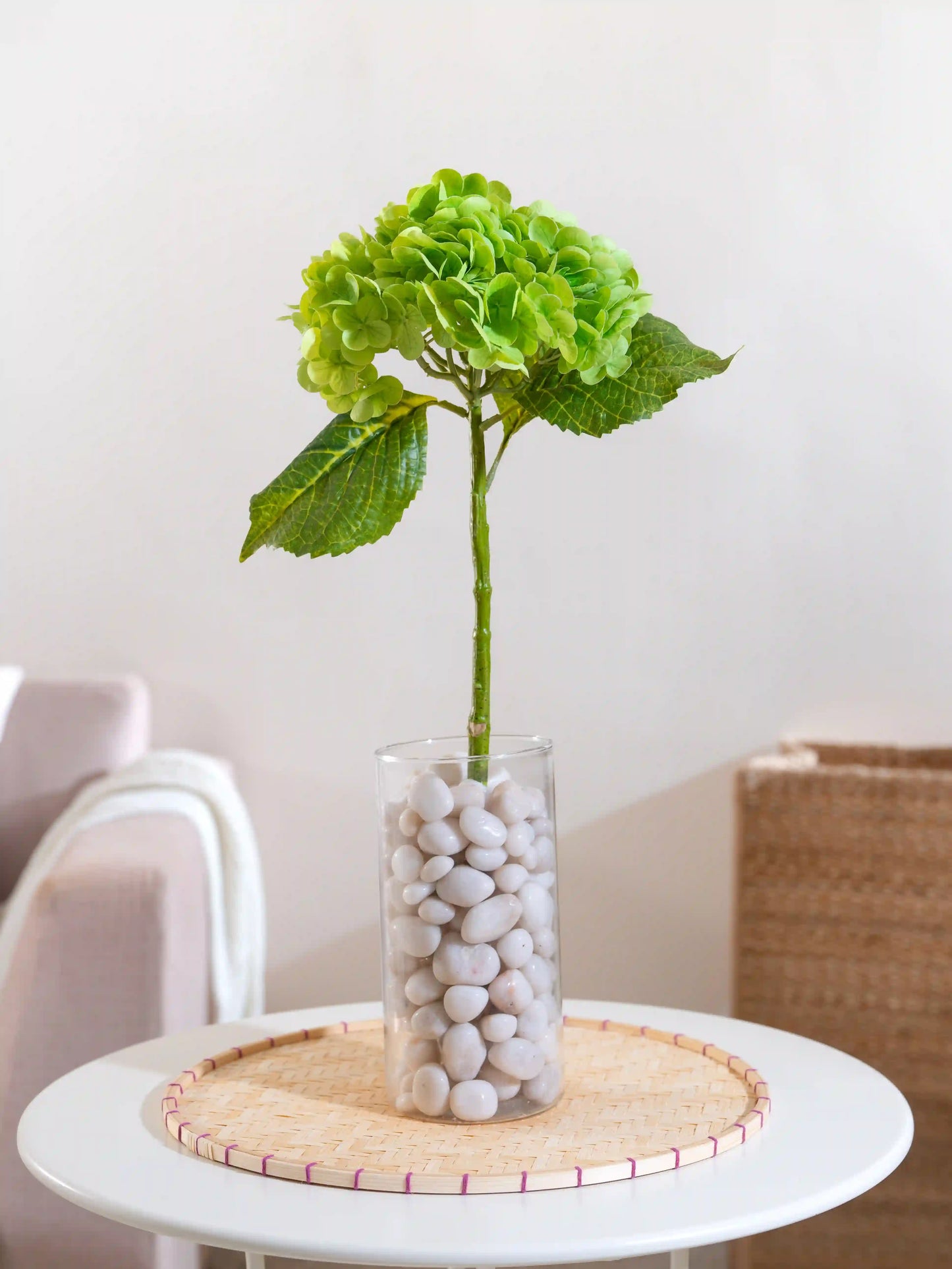 Hydrangea