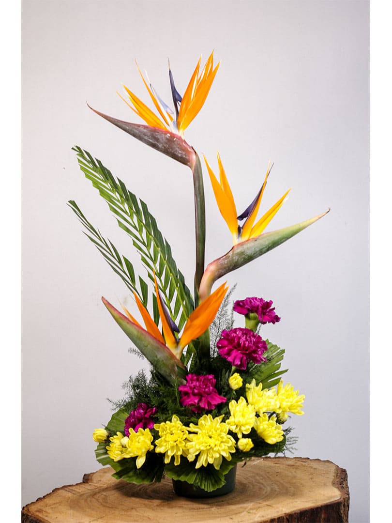 Birds Of Paradise